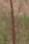 Longspike tridens